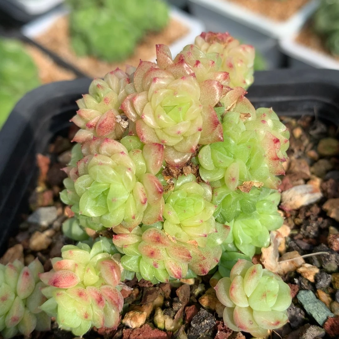 0903-873 麦杆优选