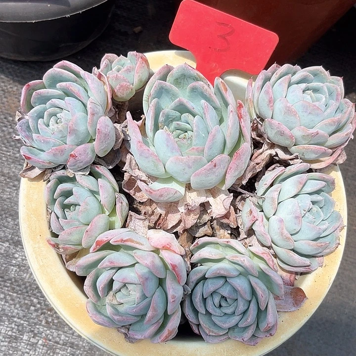 晨语多肉，一物一拍即水莲3