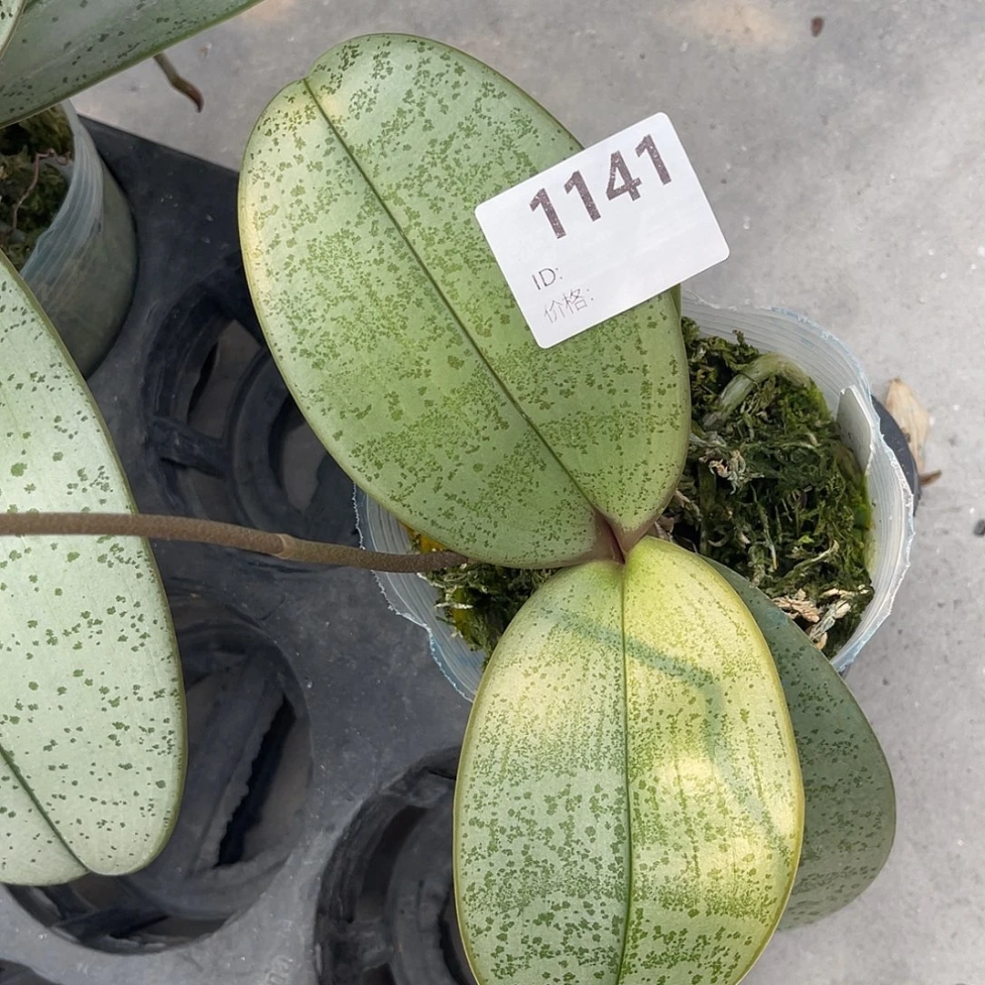 大量花朵（建议范围：8朵-15朵 或40%以上）编号1141泗水交桑德