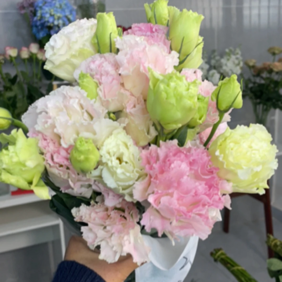 洋桔梗鲜花 白色粉黄色家用插花鲜切花云南基地直发