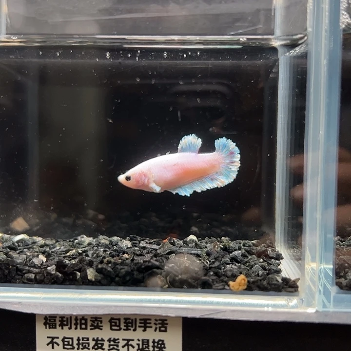 斗鱼竞拍跑单拉黑8日母92