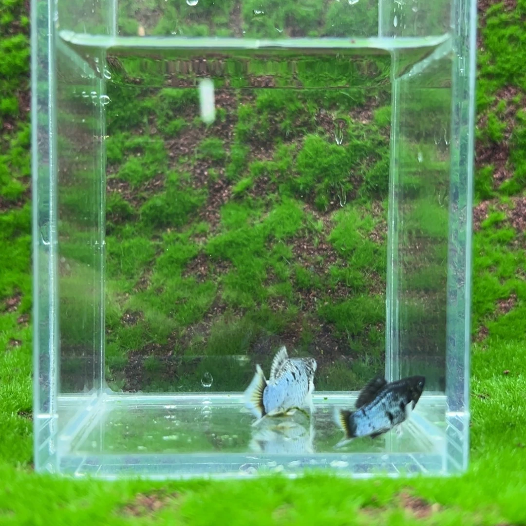 黑玛丽鱼电镀亚成一对。