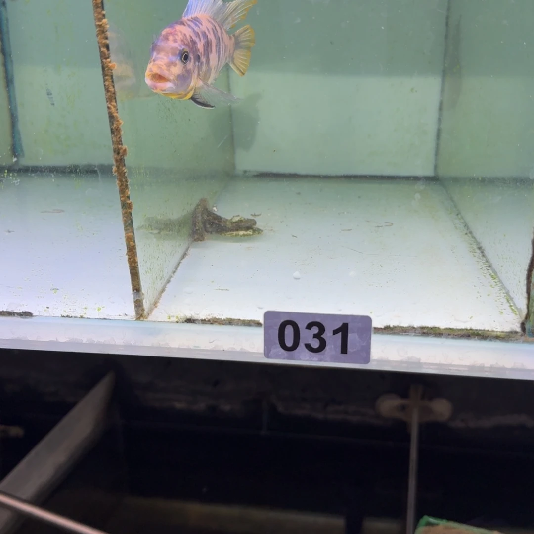 时***机慈鲷鱼31号一孔贝mc11-12