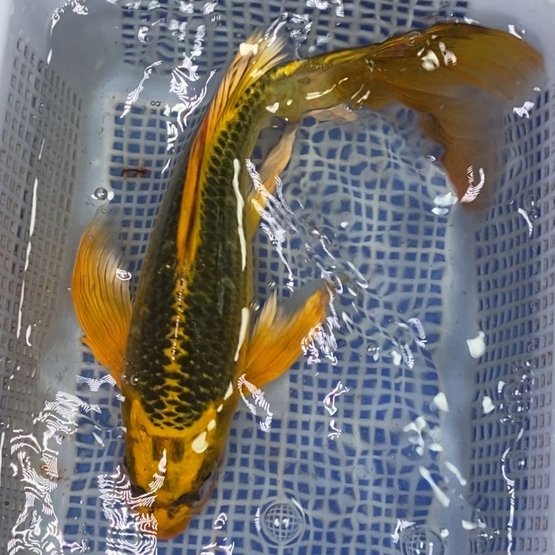 锦鲤冷水锦鲤包邮