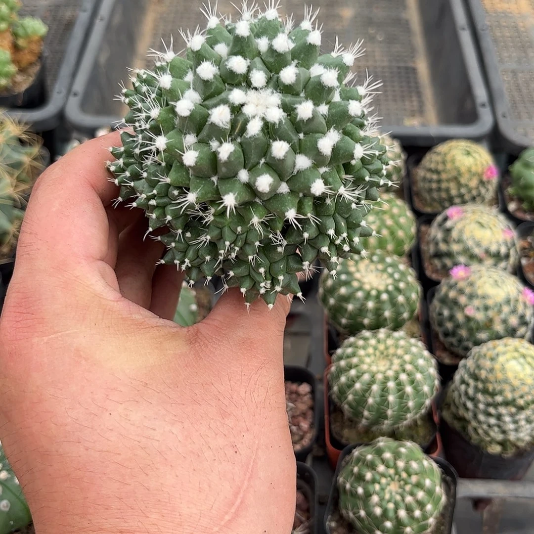 108623一物一拍单头发货