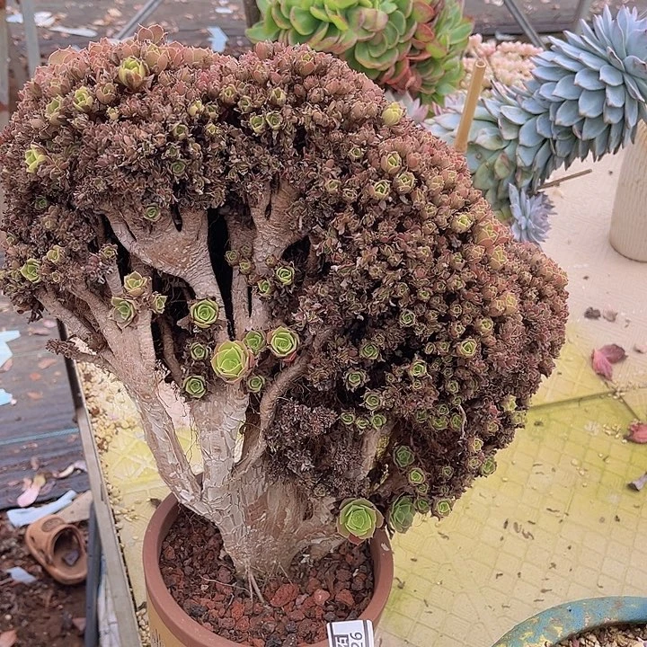玫瑰法师缀2726多肉植物