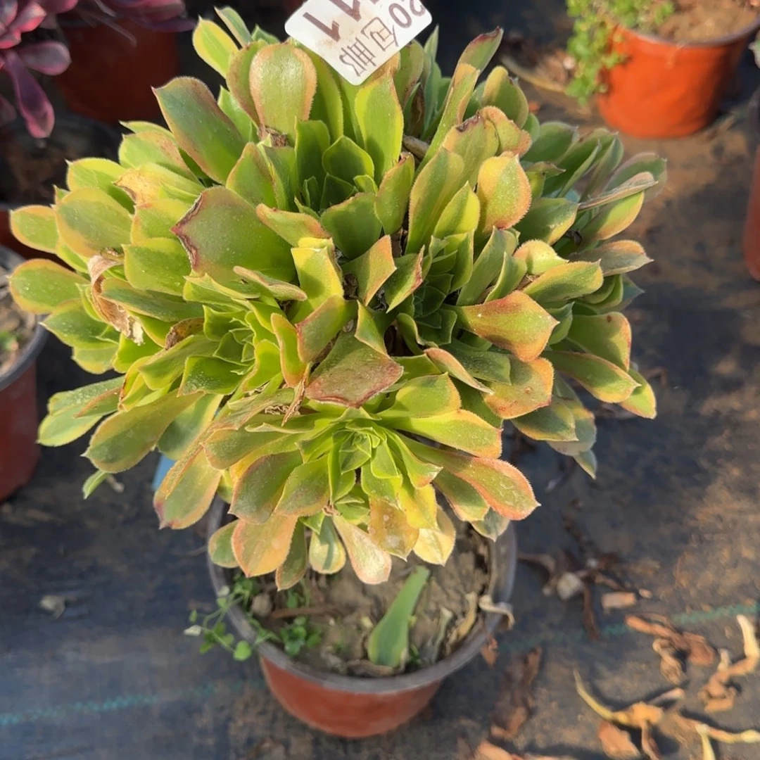 青檬511满20包邮断枝不包