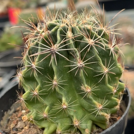 当前无花栽培后可以开花绿花龙王开播福利