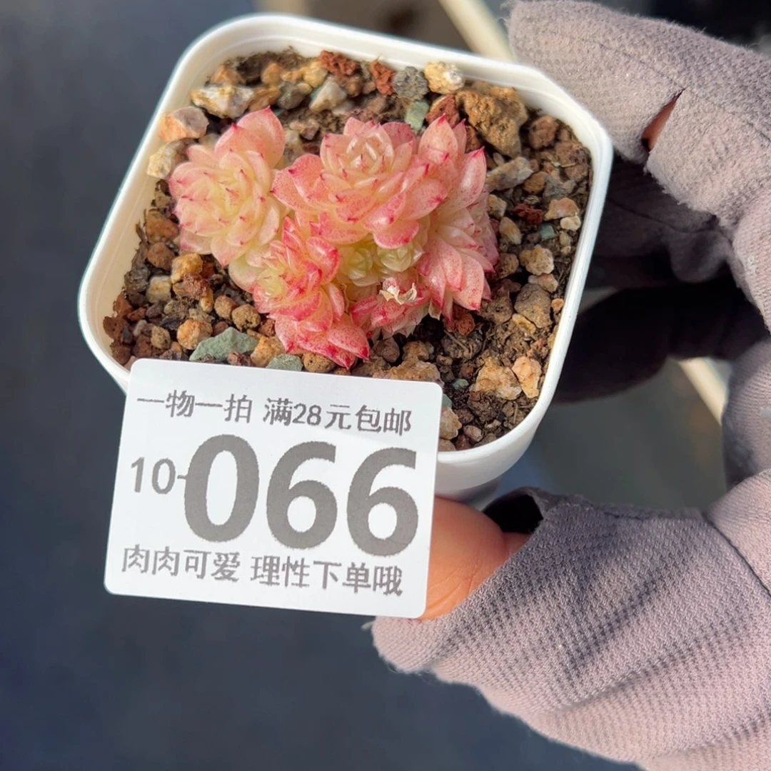 小脸麦多肉多肉多肉多肉多肉