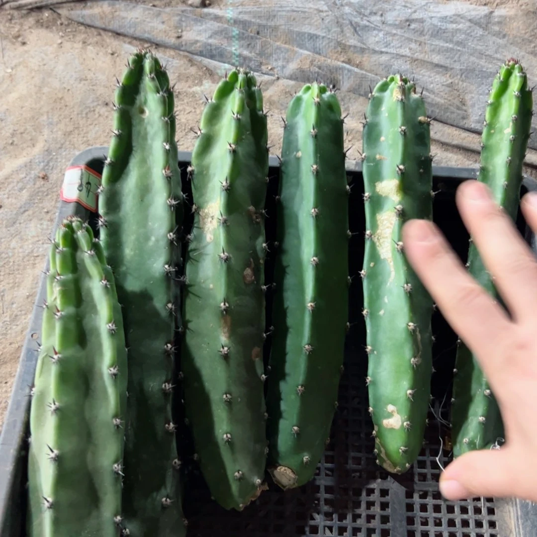 下红花秀普伤弯班侧芽22公分左右20包邮