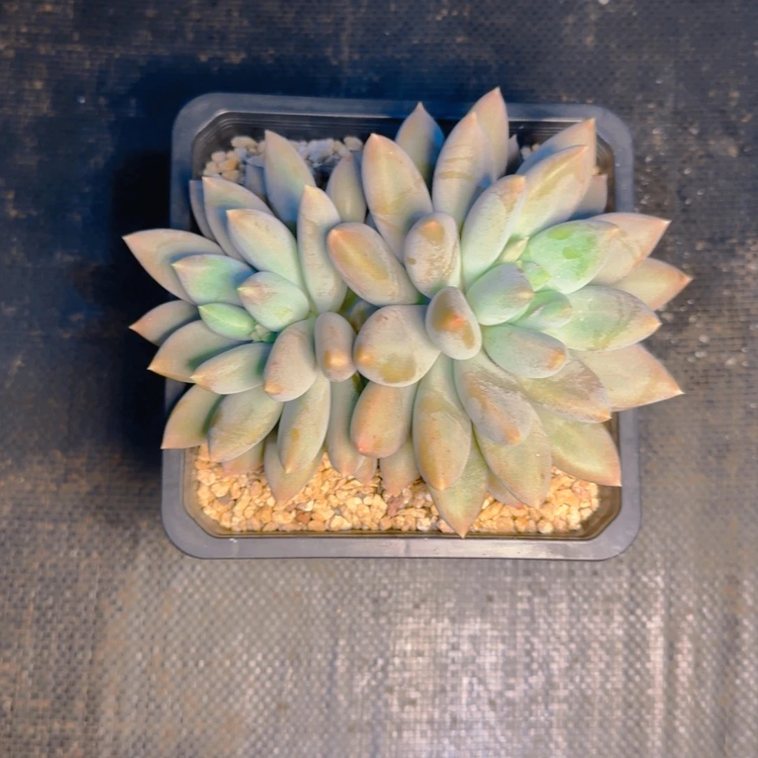 福利哥特双黄胖1111111111多肉