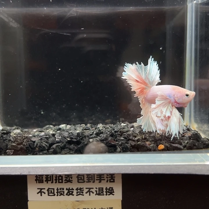 斗鱼竞拍跑单拉黑27号73