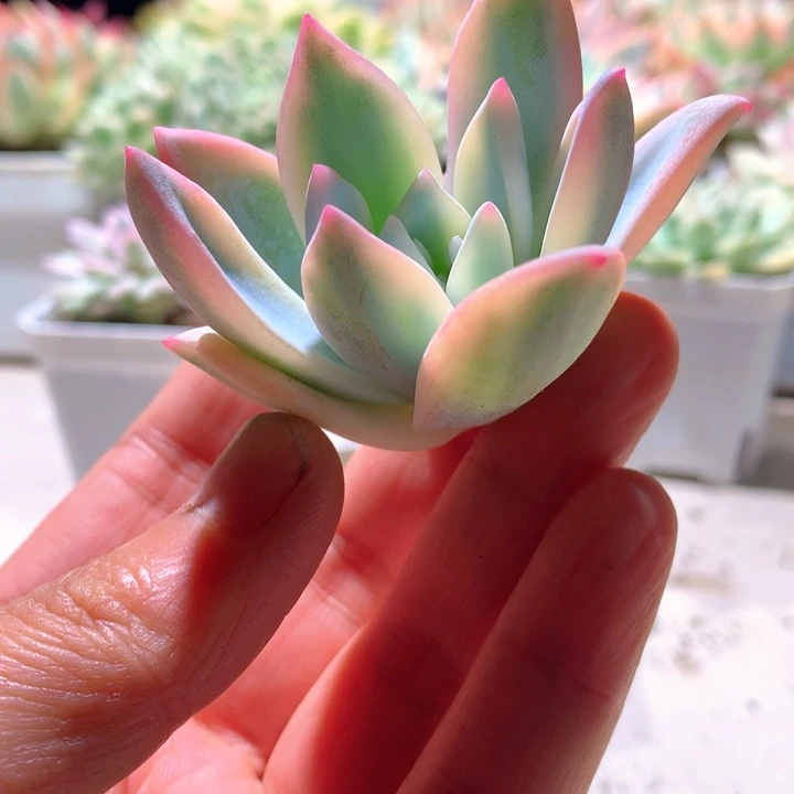 盖亚白覆轮锦砍头