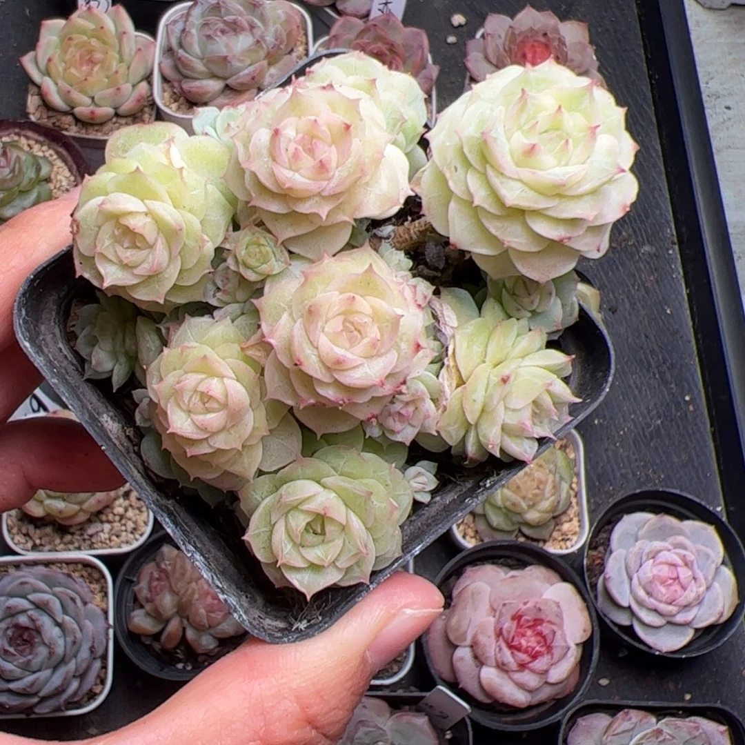 245不包整多肉植物组合盆栽