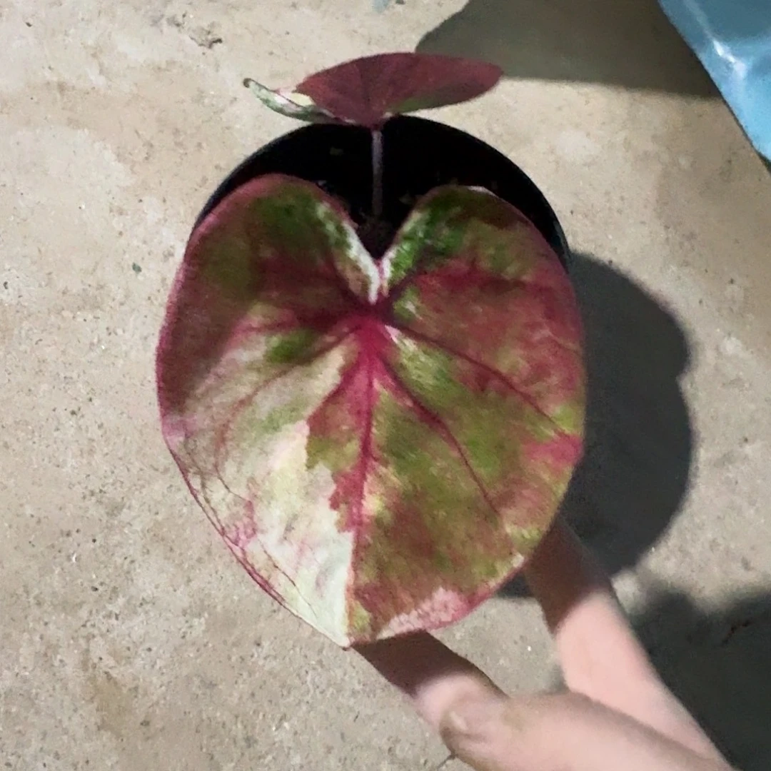 完全开放H191粉圆圆