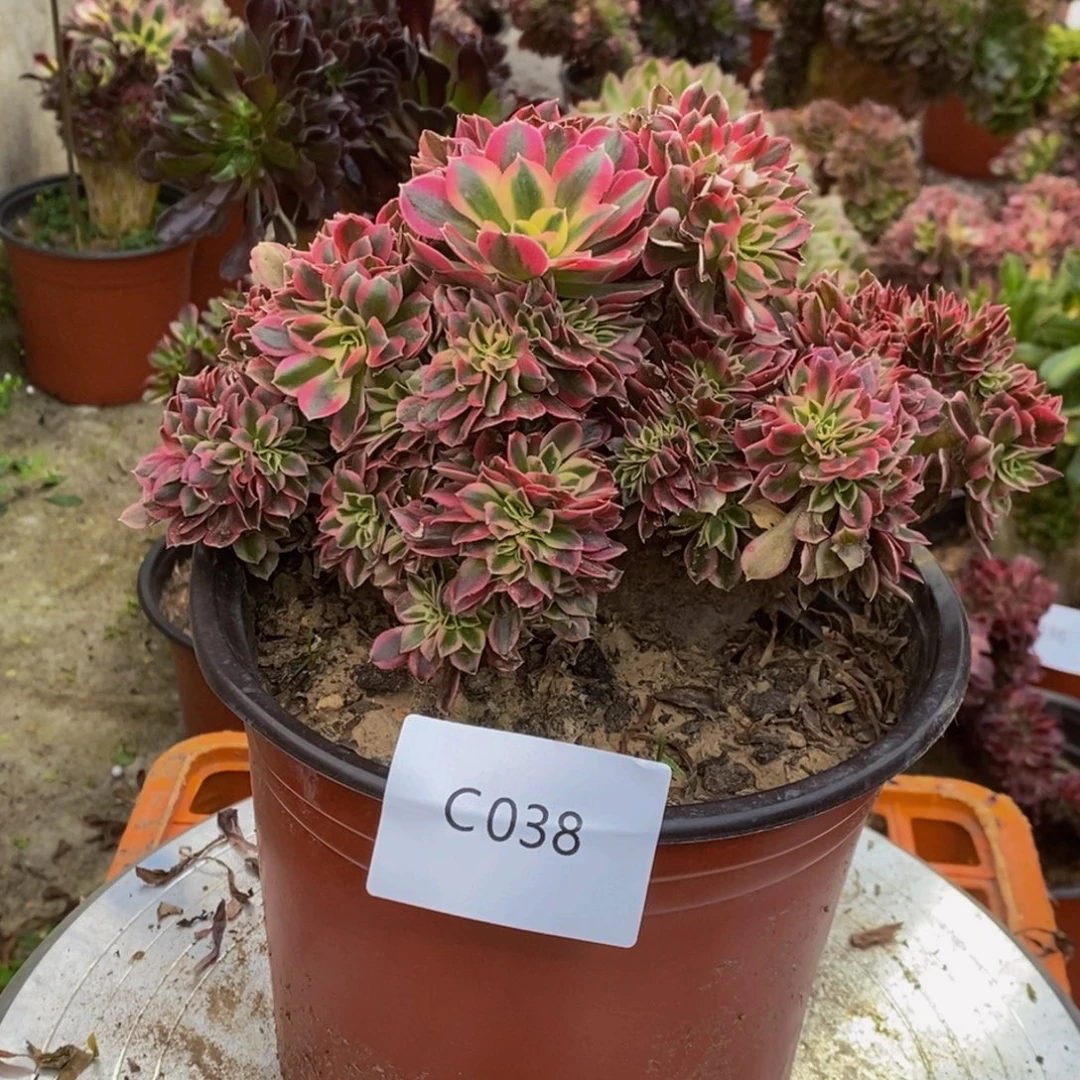 家***宝粉女巫c038所见即所得