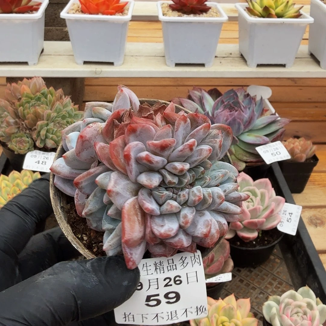 0926-59温斯莱特缀