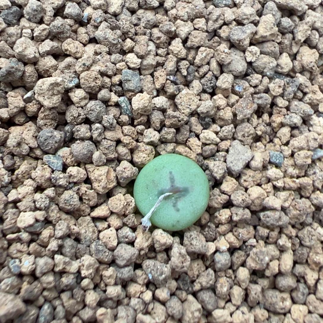 量拍园艺十字纽扣一颗。多肉