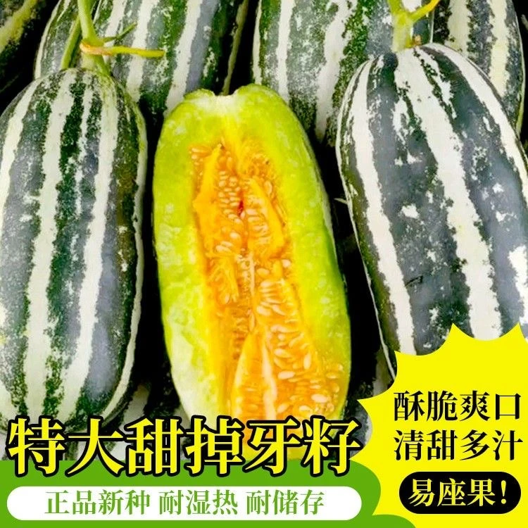 甜掉牙香瓜种子花皮甜瓜超甜薄皮超甜瓜籽水果种孑春夏秋季易种