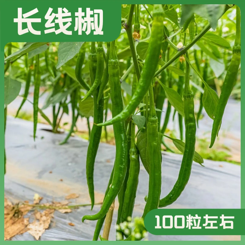 早熟长线椒种子甄选优质薄皮辣味适中青红两用全国春秋小菜园种植
