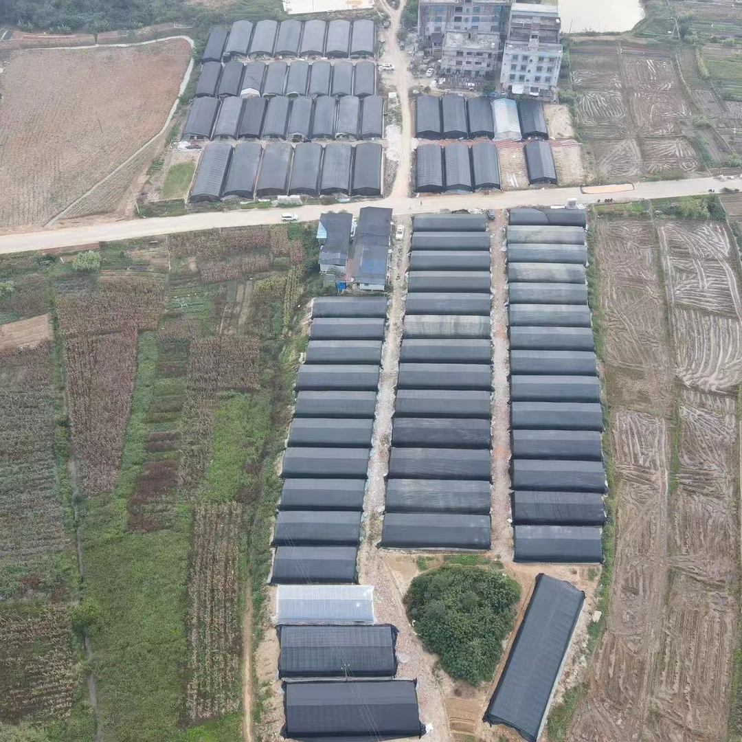 常规香蕉苗粉蕉苗 香蕉苗粉蕉苗高抗病苗