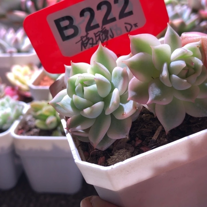 棱镜覆轮锦双头有根