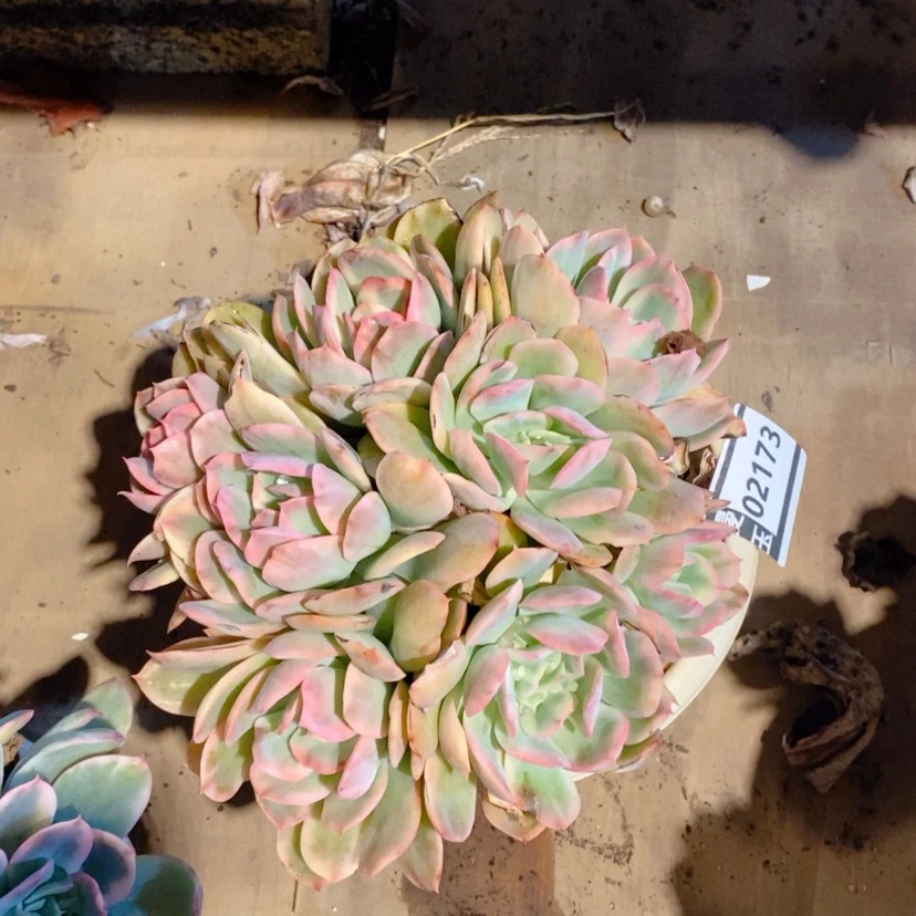 【闪购商品】存*姐绮罗锦02173