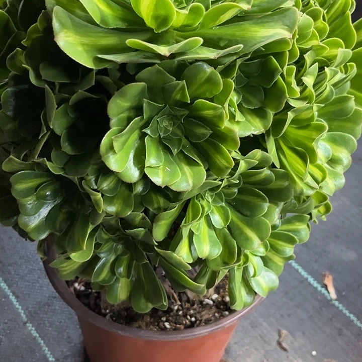 多肉植物翡翠琉璃锦…………