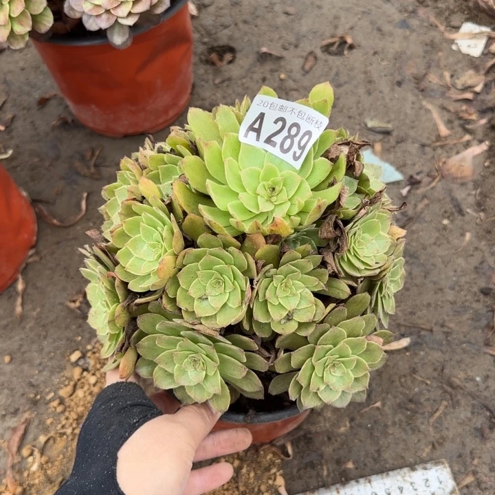 红丝绒……多肉植物……
