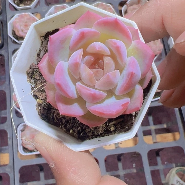 韩版冰魄糖心纯爱精品多肉