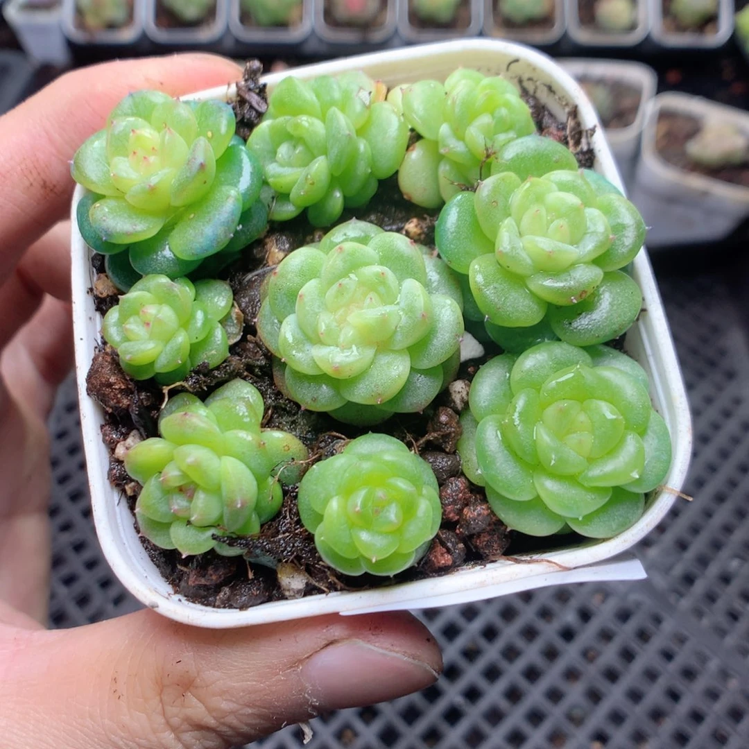 无花朵Q4yyyyyyyyy