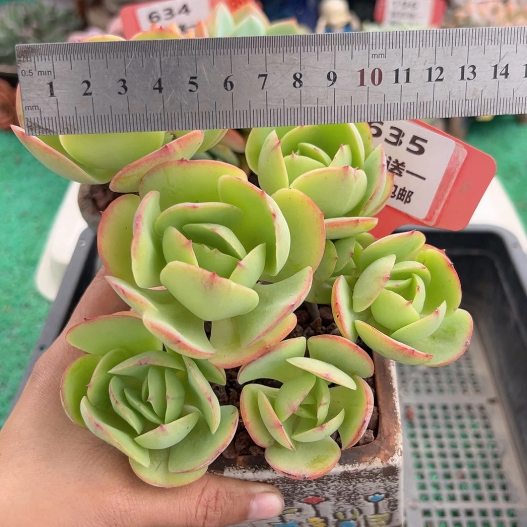 表妹精品多肉植物635.