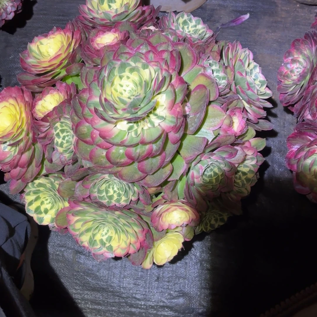 云南多肉植物海鲜