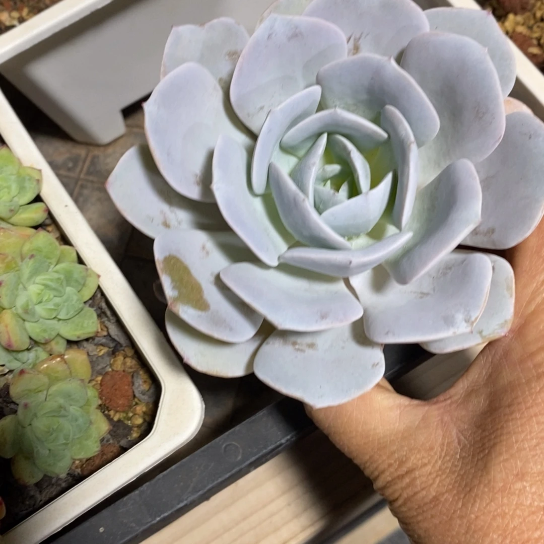 精品多肉一物一拍不包整13