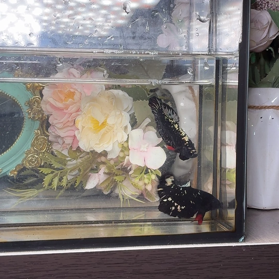 斗鱼黑金将军公鱼