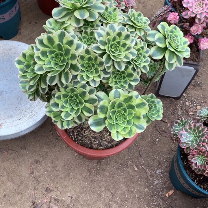 968保时捷多肉植物特价