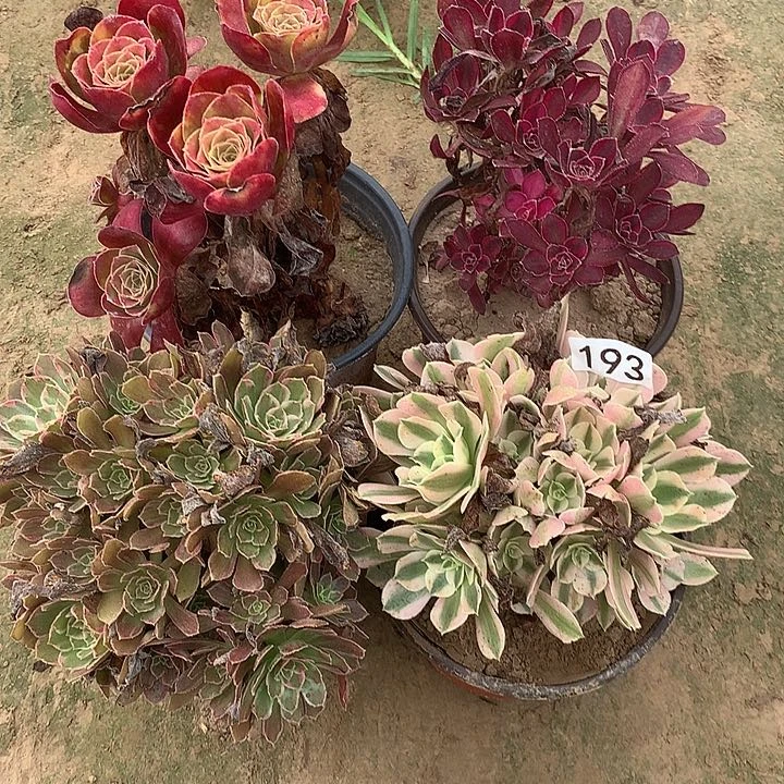 无花朵193四颗多肉植物组合