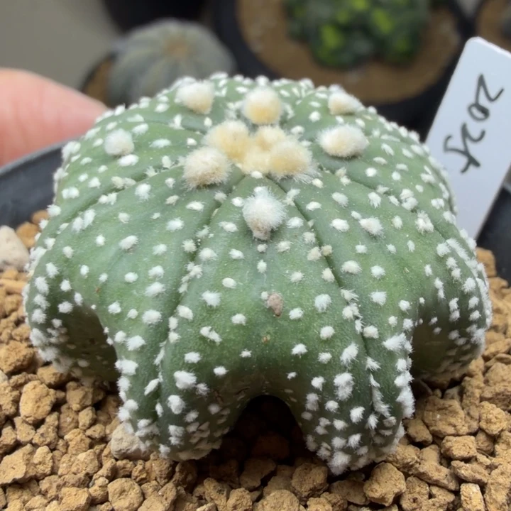 顶配版泰奇海星毛毛大长腿