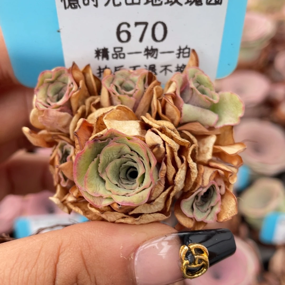 山地玫瑰670断枝不包损不售后