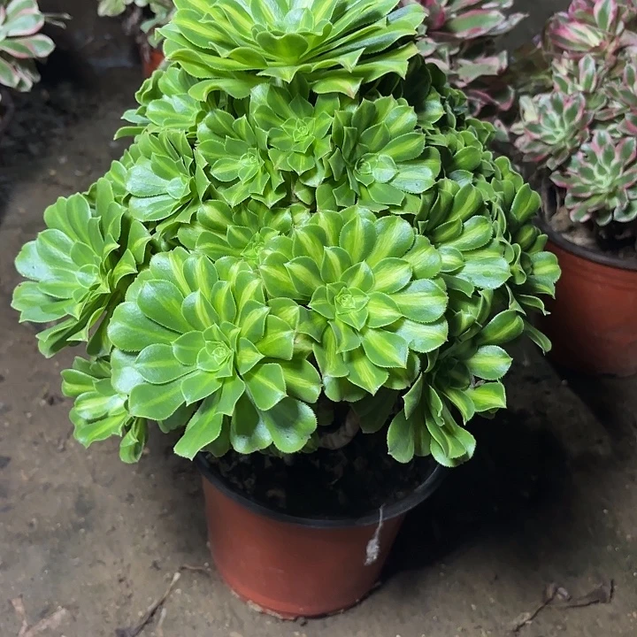 多肉植物翡翠琉璃16