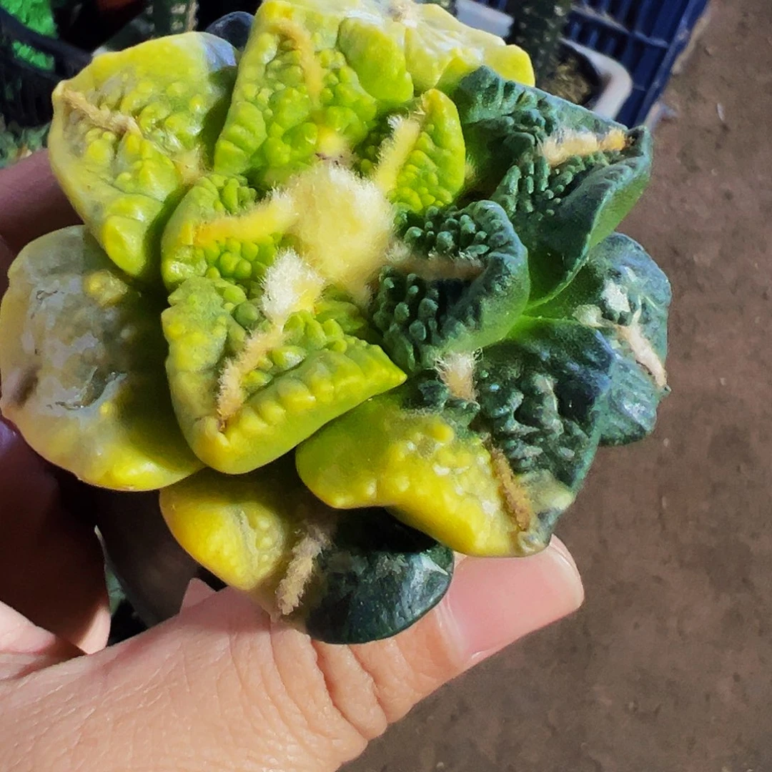 无花朵龟甲牡丹阴阳锦045