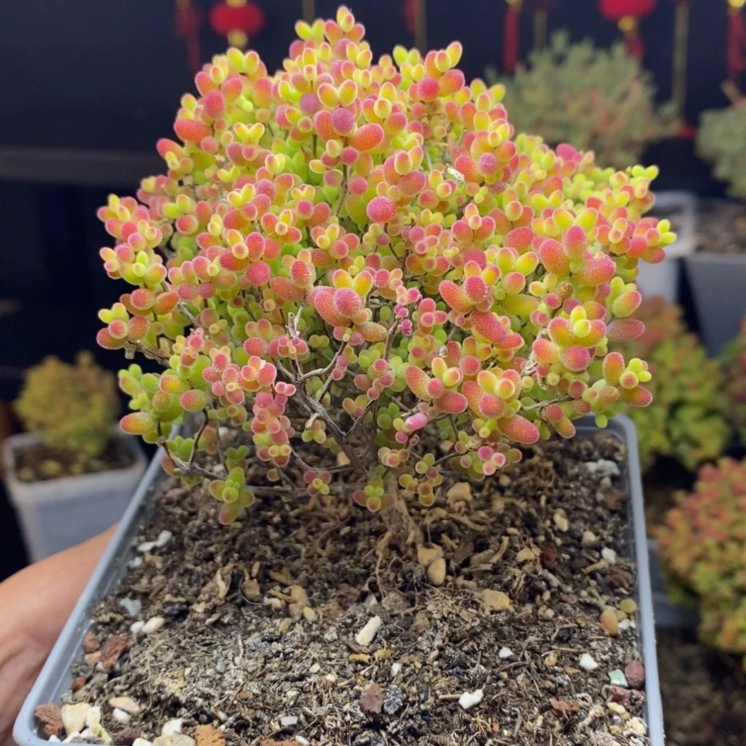 B****H327号蜜橘糖球枝干多肉