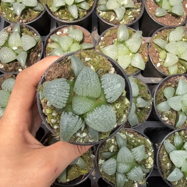 精品天空之镜带盆土多肉植物