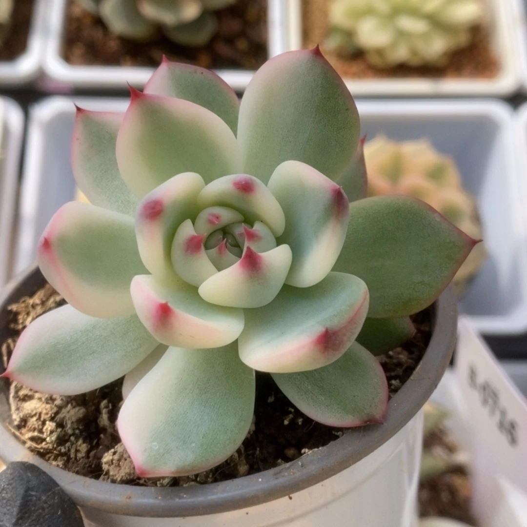 749锦锦锦锦锦锦锦锦
