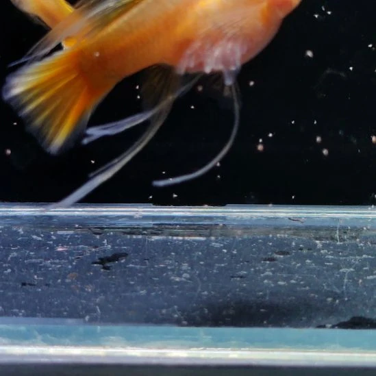 斗***笑孔雀鱼黄金玻璃猫c三对