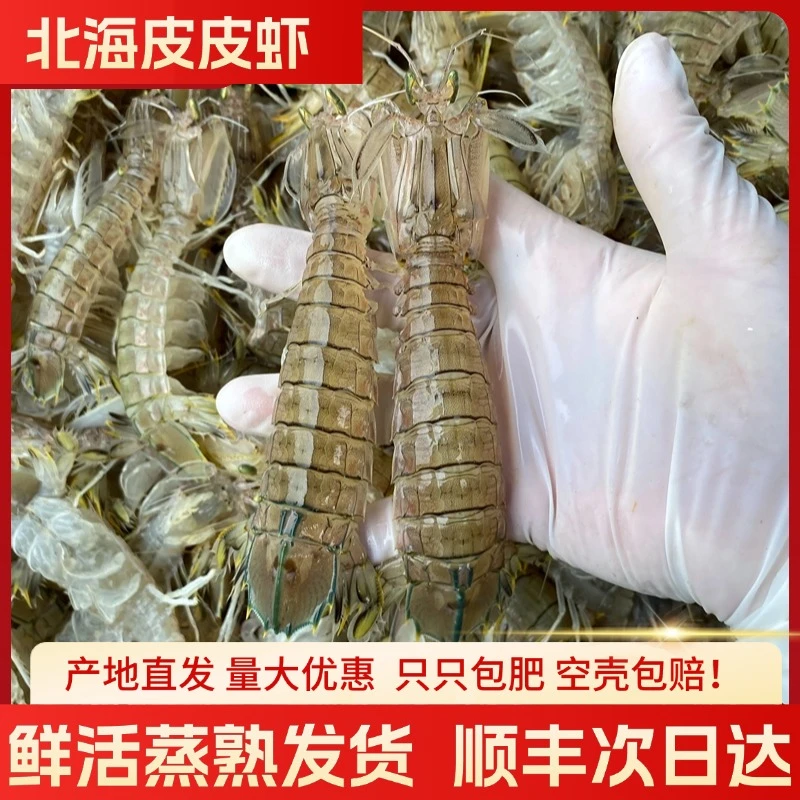 北海皮皮虾鲜活包邮海鲜水产海虾琵琶虾虾爬子新鲜濑尿虾蒸熟发货