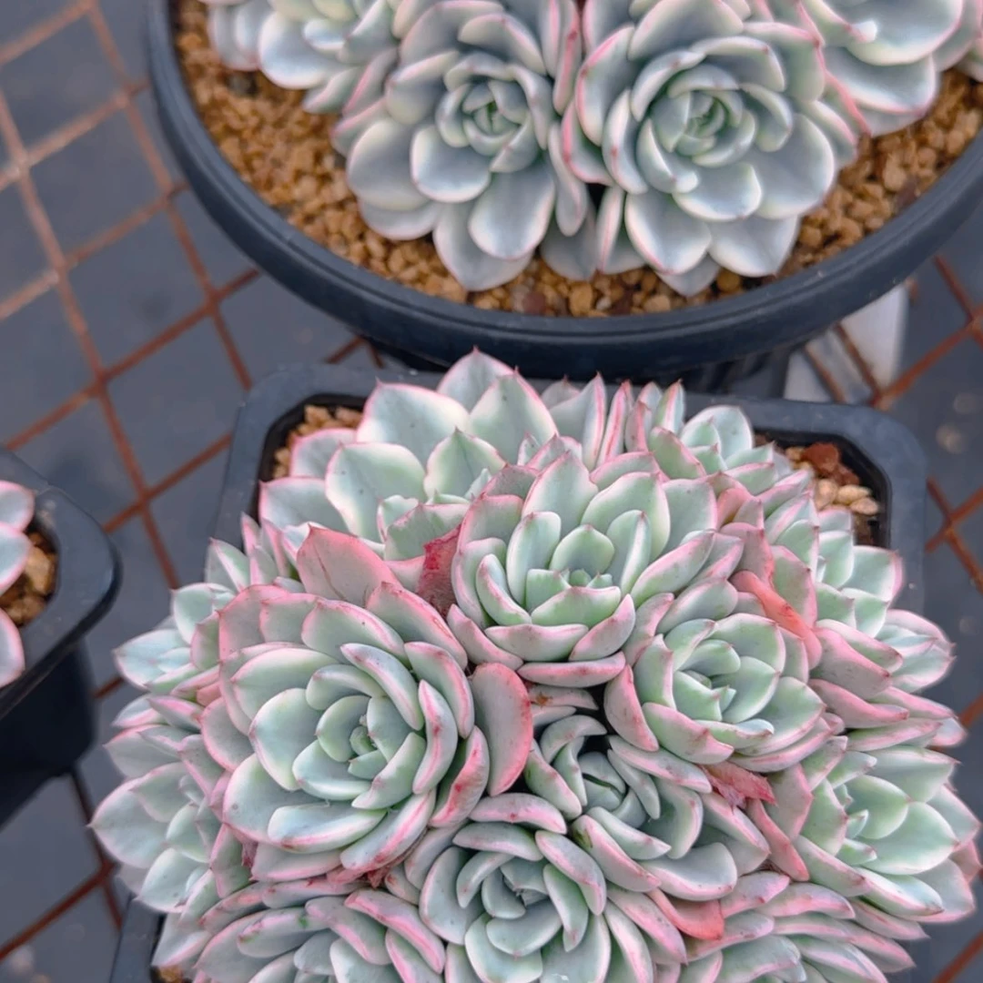 【闪购商品】奶油黄桃49.9