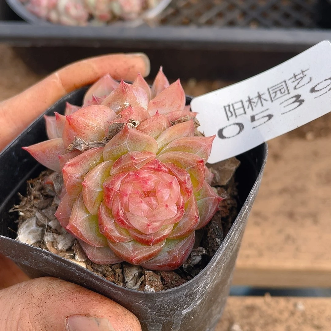 多肉植物多肉植物539