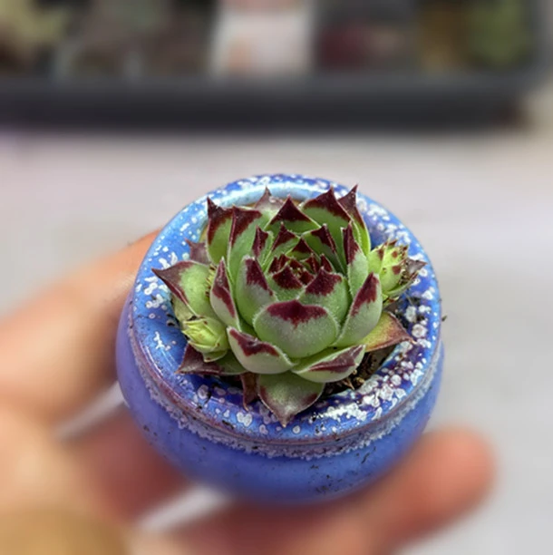 （满9.9元包邮）长生草柔情多肉植物3厘米左右