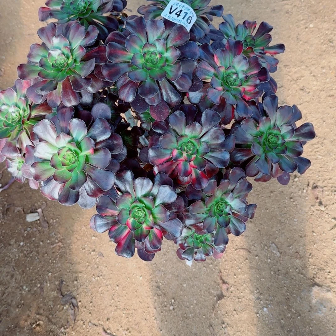 花蝴蝶法师416冠幅35
